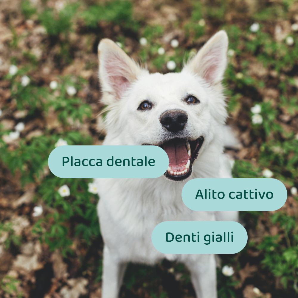Bundle Risparmio: Denti & stress
