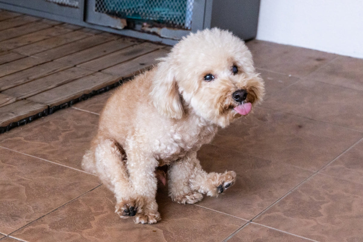 Cane che striscia il sedere per terra sul pavimento